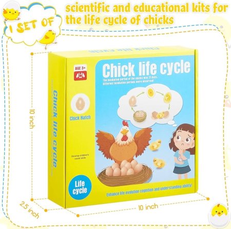 لعبة دورة حياة الدجاجة