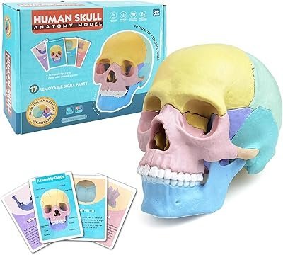نموذج تشريح الجمجمة البشرية
