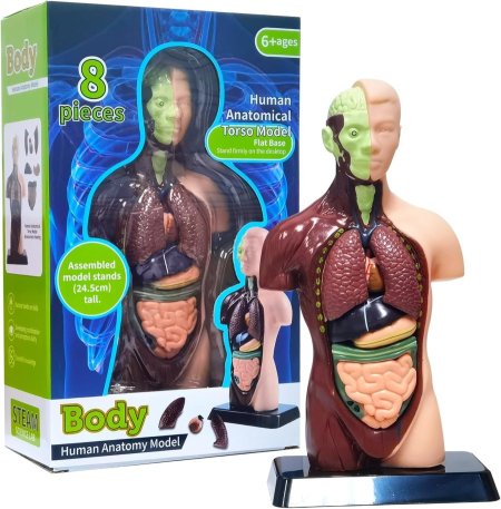 Human Body Model