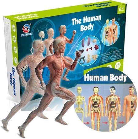 The human body