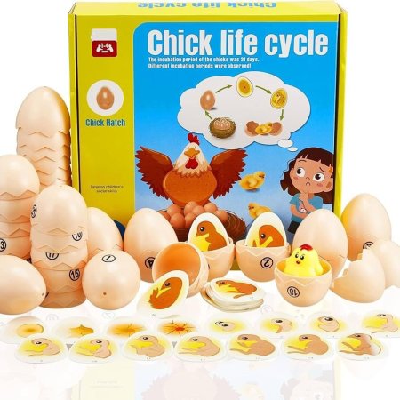 Chick life cycle